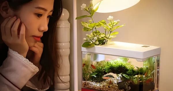 Bể cá mini từ ly, bát thủy tinh - hồ nước nhỏ trong không gian sống